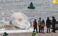 انجام عملیات انتقال نهنگ مرده  به طول 13 متر به ساحل اسکس 