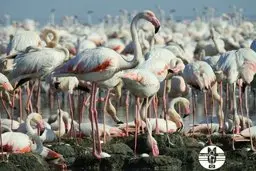 جوجه‌آوری هزاران فلامینگو در خورهای تالاب شادگان