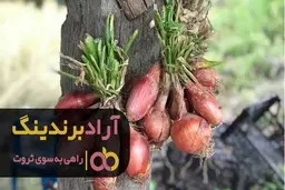 فروش موسیر کوهی تازه همدان