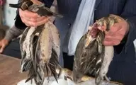 فروش پرندگان مهاجر در بازار لنگرود | از ۴۵۰ تا ۶۵۰ هزار تومان! +تصویر