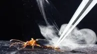 خطرناک ترین سوسک جهان، سوسک بمب افکن؛ | نابود نمی شود پس از خورده شدن مجددا زنده می شود! + فیلم و عکس 