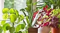 بهترین گیاهانی آپارتمانی را بشناسید| چه گیاه‌هایی برای آپارتمان مناسب‌اند؟ 