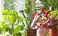 دیگه راحت میتونی گل و گیاهتو خونه بزاری و سفر بری! | نحوه استفاده از لامپ رشد برای نگهداری گیاهان +ویدئو