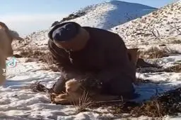 نجات جان بزغاله‌ی یخ‌زده+ویدئو