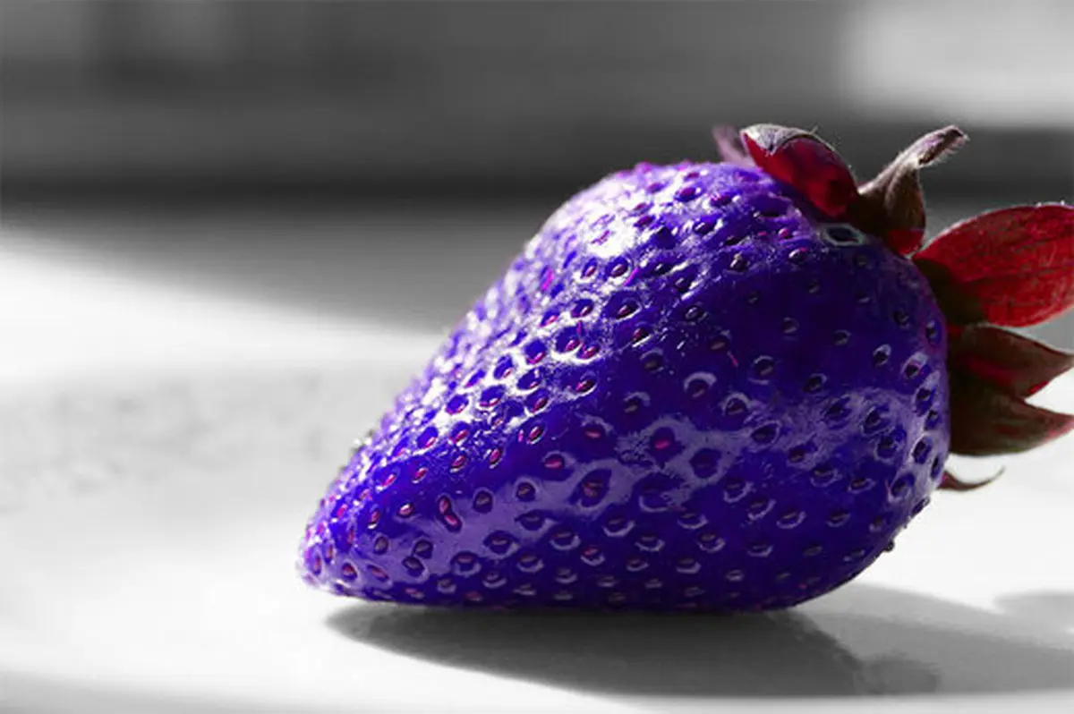 قیمت عجیب یک میوه لاکچری در بازار ایران! +ویدیو