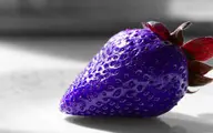 قیمت عجیب یک میوه لاکچری در بازار ایران! +ویدیو