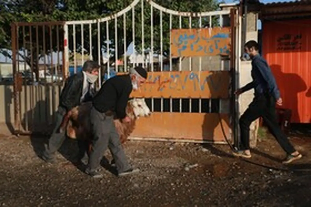 سایه کرونا در میدان دام همدان