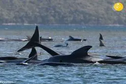  نجاتِ ۱۸۰ نهنگ با عملیات پیچیده