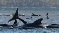  نجاتِ ۱۸۰ نهنگ با عملیات پیچیده