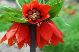 خریدوفروش برخی گونه‌های جانوری و گیاهی ممنوع شد