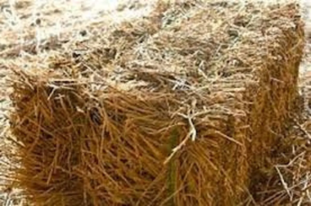 نیکوکار قزوینی |  اهدای  علوفه برای آهوها 