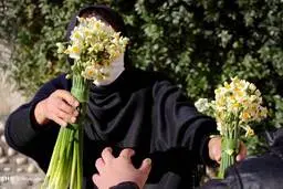 اگر عاشق گل نرگس هستید عکس های زیر را ببینید