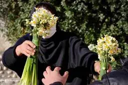 اگر عاشق گل نرگس هستید عکس های زیر را ببینید