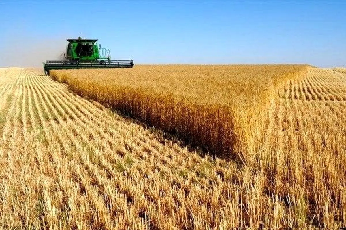 قیمت جهانی گندم رکورد ۱۴ سال گذشته را شکست