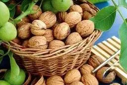 خواص گردو را جدی بگیرید