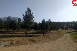 جلوگیری از نابودی 650 درخت توسط منابع طبیعی تهران 