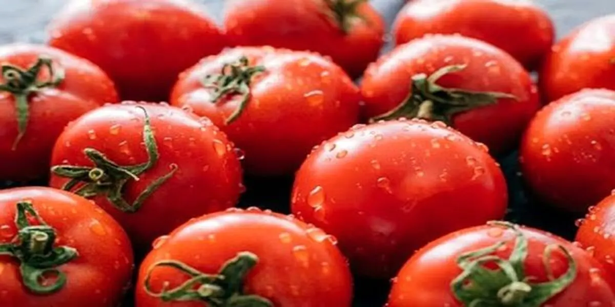 خطرات جدی مصرف بیش از حد گوجه فرنگی برای بدن | خطر گوجه فرنگی برای بدن چیست؟