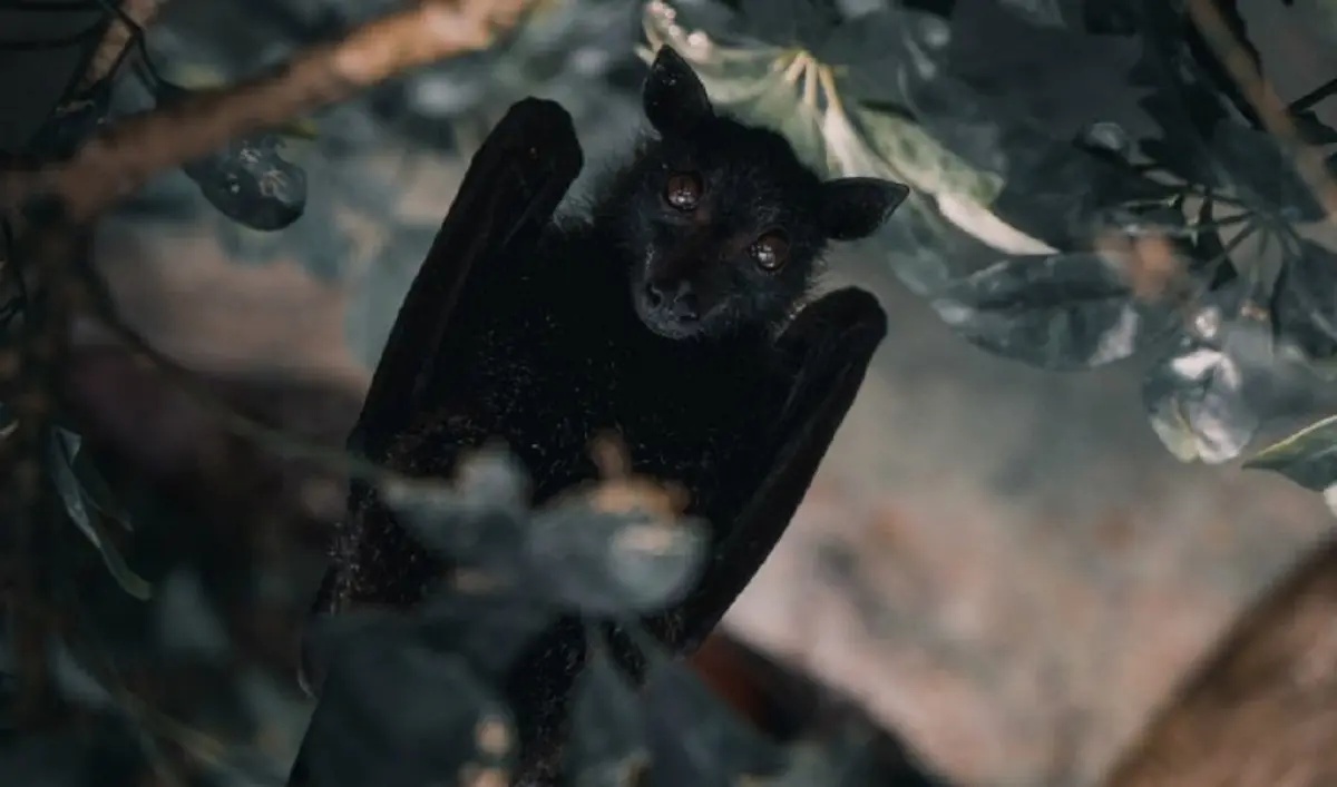 
چرا خفاش عامل انتقال بسیاری از بیماری‌های مرگبار است؟
