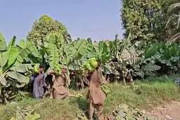  زرآباد؛ «گلخانه طبیعی ایران» در مسیر توسعه دانش‌بنیان با بازیافت ضایعات موز | تبدیل پسماند ۷۰۰ هزار تُنی موز به ثروت در زرآباد با طرحی دانش‌بنیان
