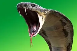 کشف جسد مردی که با ۲۰۰ مار محاصره‌ شده بود + تصویر