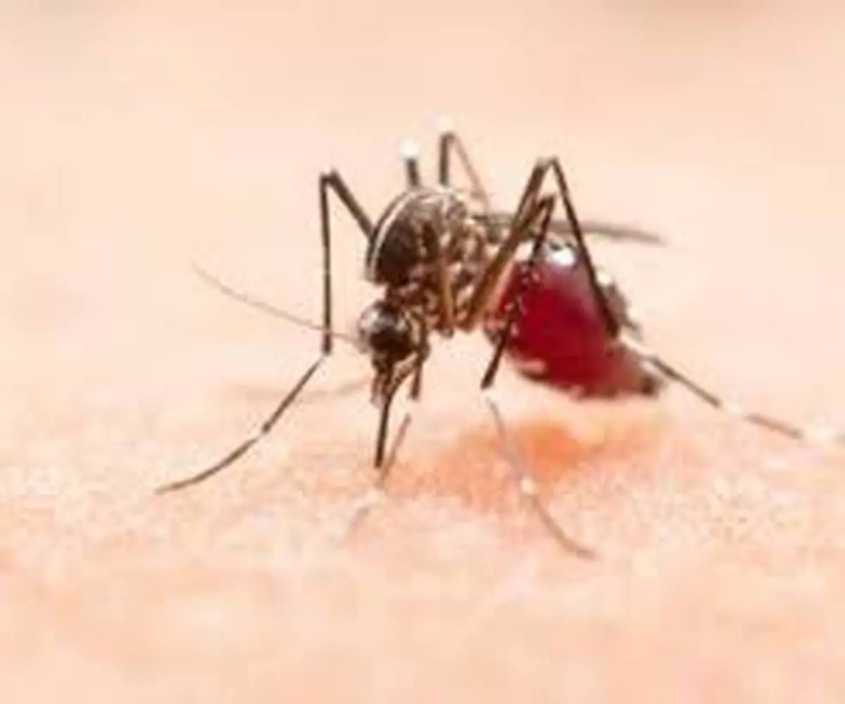 سیستان و بلوچستان؛ خطر شیوع بیماری مالاریا در سراوان | 5 نفر بیمار شدند