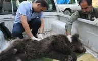 ساچمه علت تلف شدن توله خرس گلستان
