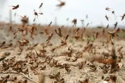 امکان هجوم ملخ‌ها به چهارمحال و بختیاری وجود دارد