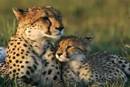 اولین تصویر از سومین یوز پلنگ ایران! + ویدئو