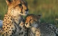 یوزپلنگ مادر برای شاد شدن فرزندش‌ خود را به ترسیدن می‌زند | حرکت خنده‌دار یوزپلنگ مادر+ویدئو 