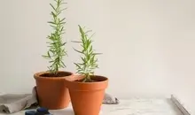 ساده ترین روش کاشت گیاه رزماری در خانه | خواص و عوارض گیاه رزماری + ویدئو