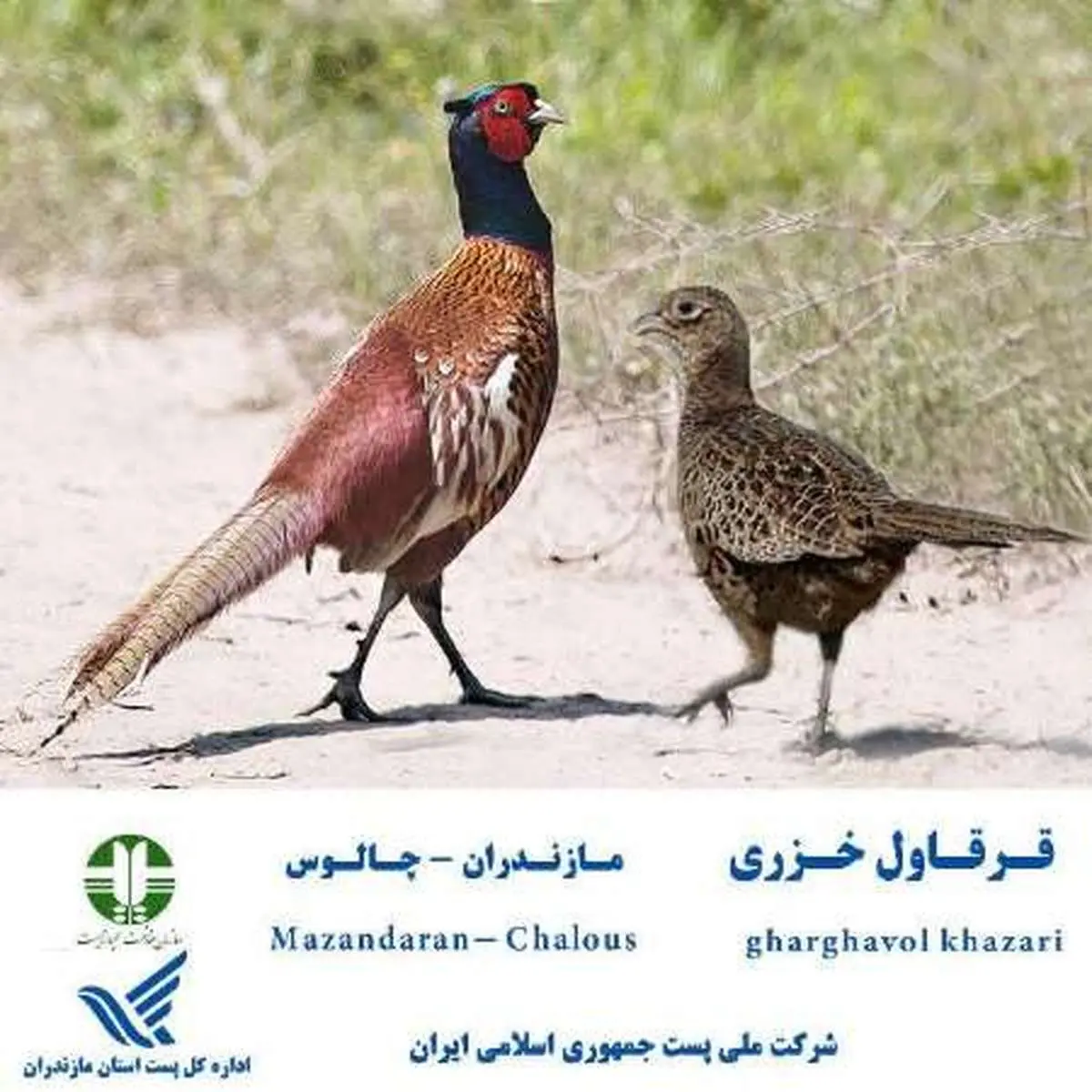 قرقاول خزری، تمبر شد