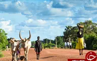 وادار شدن دختران نوجوان سودان جنوبی به ازدواج اجباری در ازای معاوضه با احشام