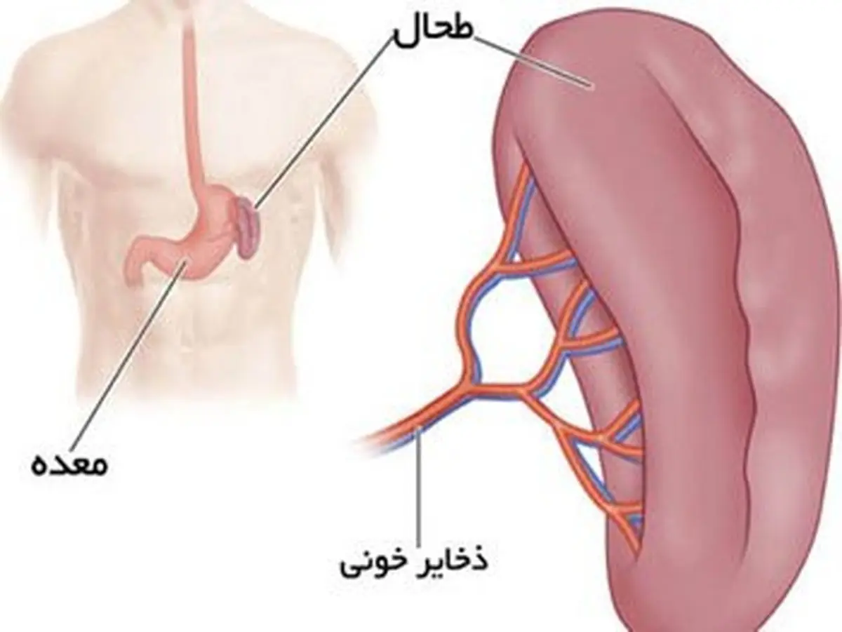 طحال چیست،کجاست و چه میکند؟