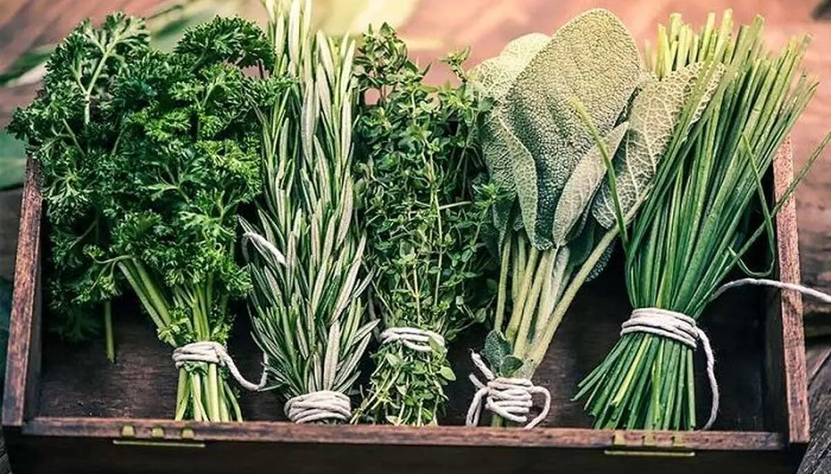 معرفی  9 گیاه دارویی برای رفع خستگی مغز
