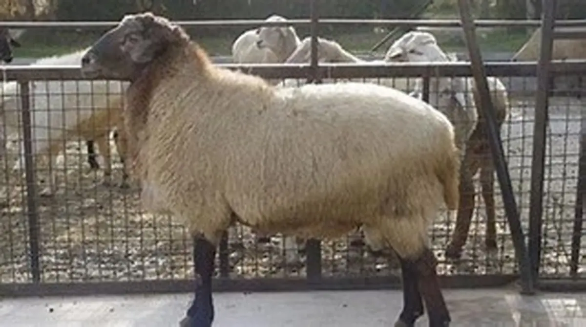 مرگ 107 راس گوسفند در مرودشت فارس