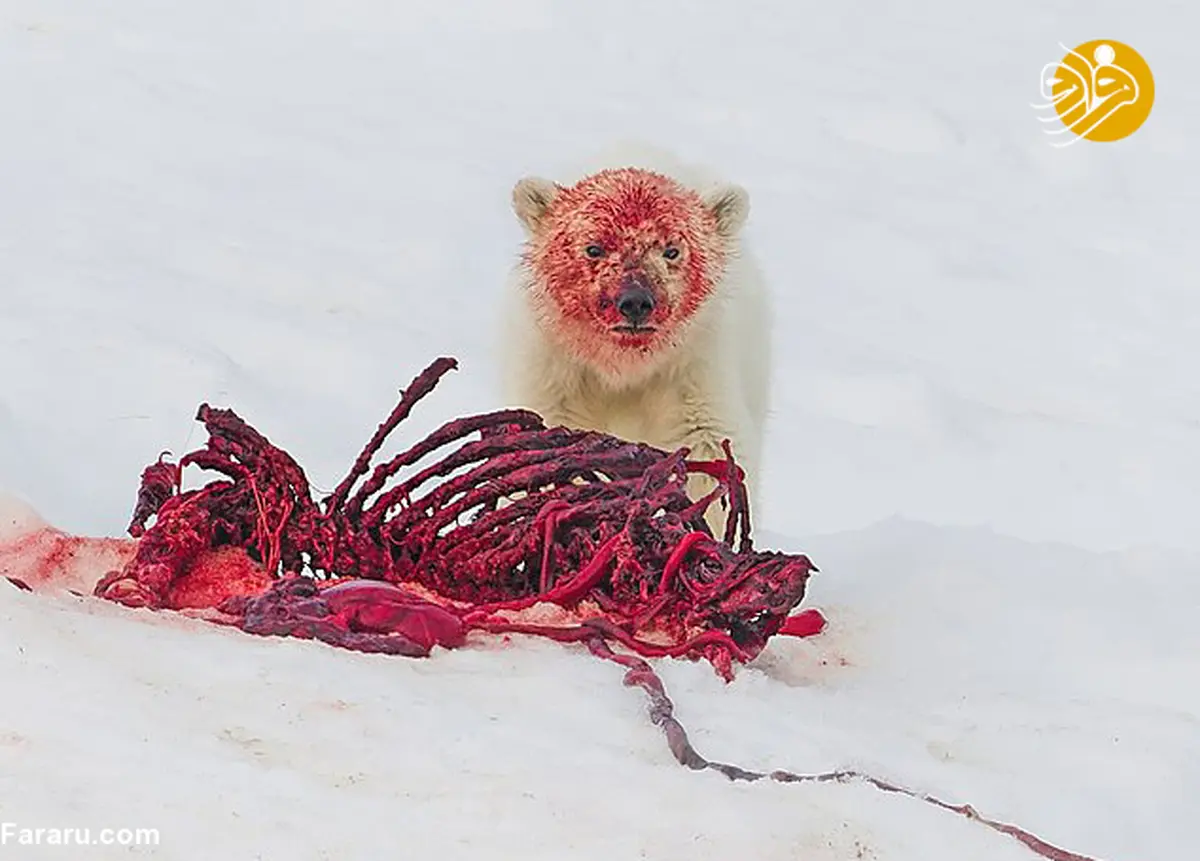 تصاویر جالب از خرس قطبی و توله‌اش پس از خوردن غذا