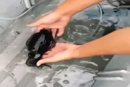 ماهی عجیبی که رنگ عوض می‌کند و حتی بی‌رنگ می‌شود!+ویدئو 