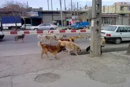  تجمع عجیب تعداد زیادی سگ جلوی بانک ملی در تهران!+ویدئو