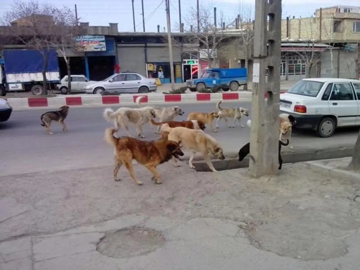  تجمع عجیب تعداد زیادی سگ جلوی بانک ملی در تهران!+ویدئو