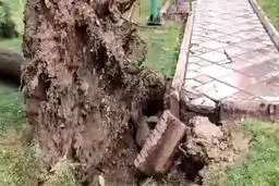  باد و طوفان درخت های تهران را از ریشه درآورد | سقوط درختان روی خودروهای پارک شده+ویدئو 