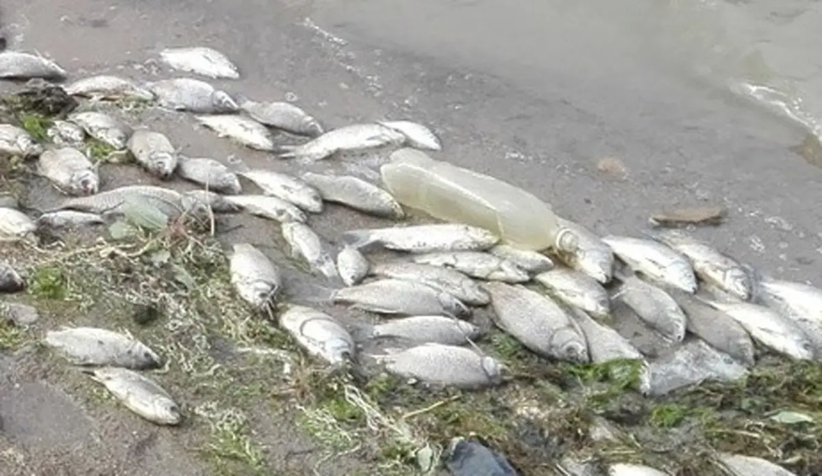 مرگ مشکوک هزاران ماهی کپور
