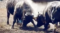 عاقبت دخالت در دعوای گاوها!+ویدئو