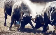 عاقبت دخالت در دعوای گاوها!+ویدئو