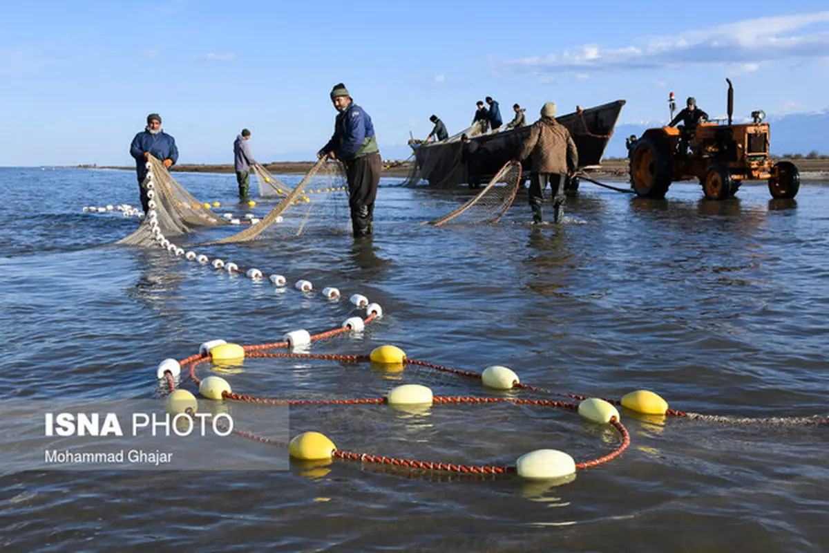 فردا آخرین روز صید ماهیان دریای مازندران 