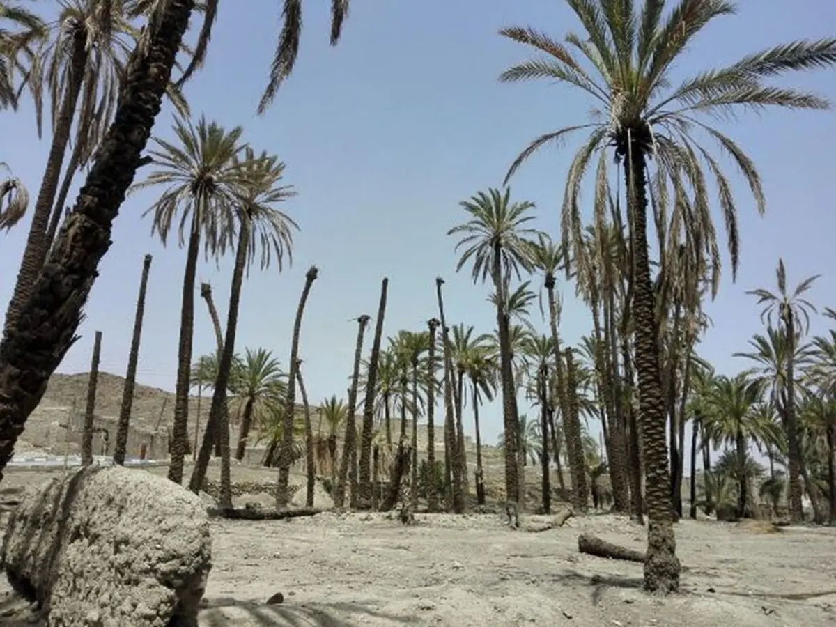 نخل های خوزستان همچنان در حسرت آب