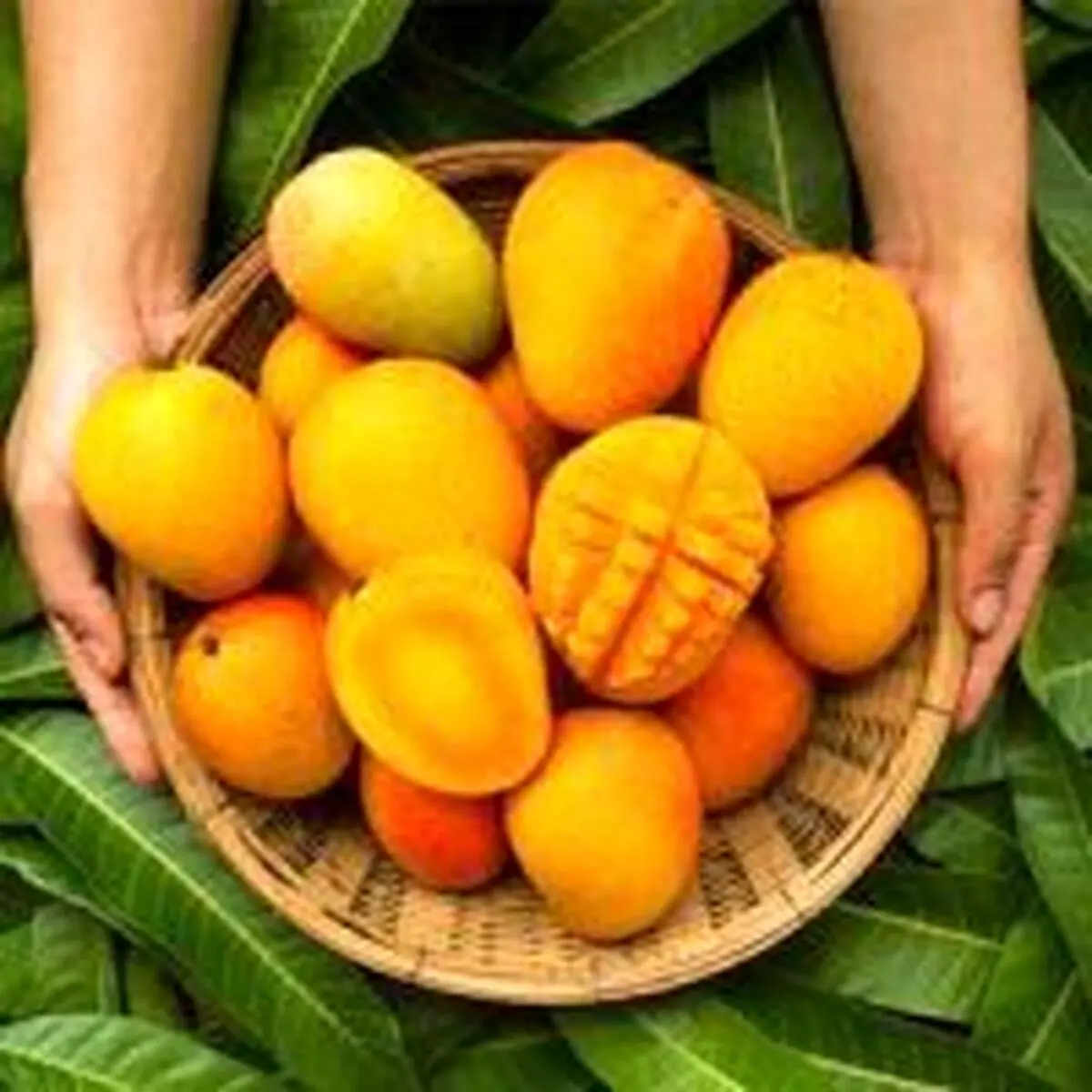برخی میوها میتوانند به افزایش وزن تان کمک کنند