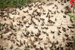 خبر خوب | پای ملخ ها امسال به ایران نمی رسد