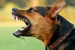 سگ های ولگرد، جان کودک بیرجندی را گرفتند 