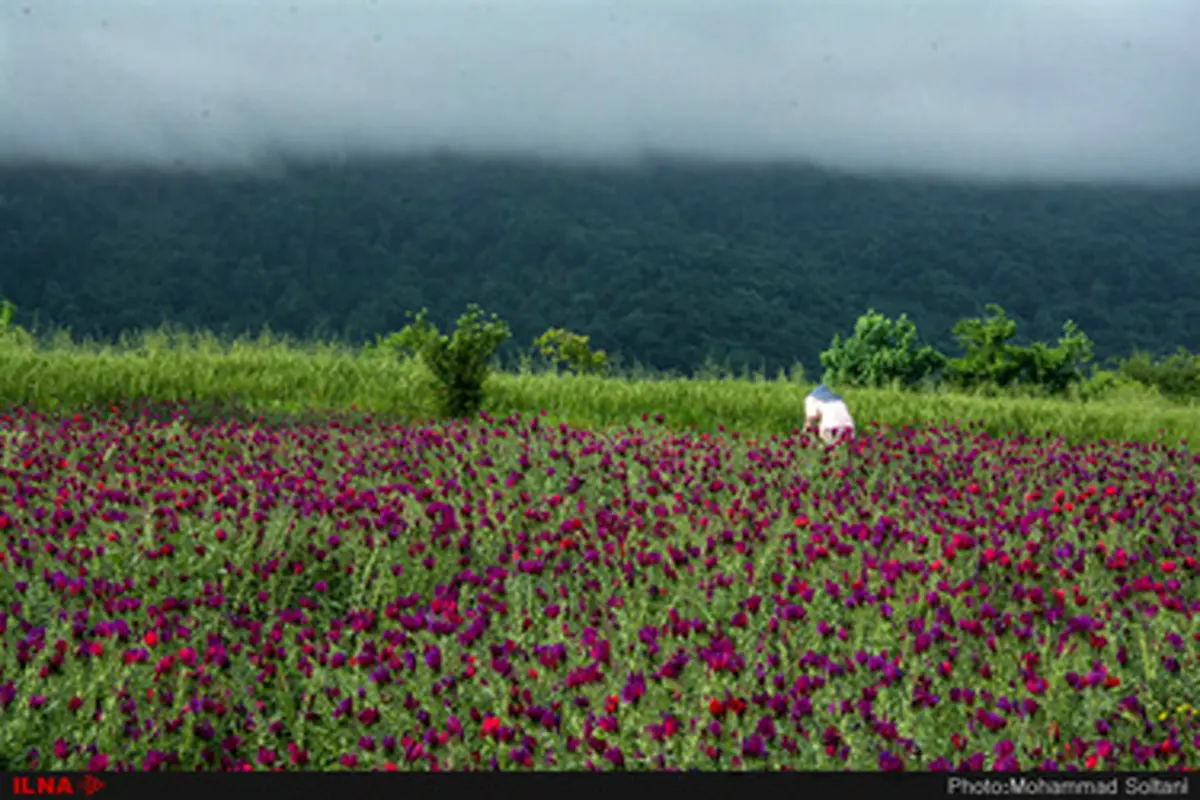 برداشت گل گاوزبان از مزارع مازندران‎