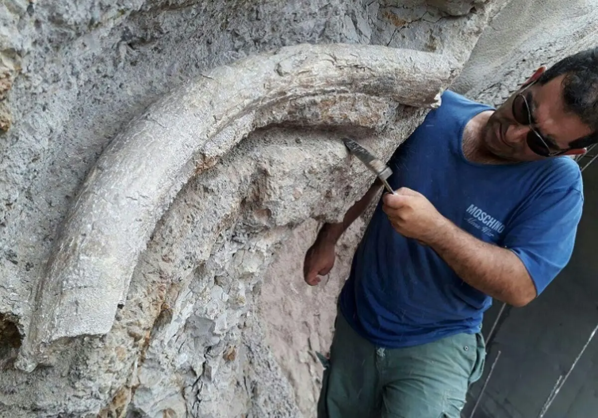 کشف فسیل 20 میلیون ساله در استان اردبیل
